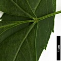 SpeciesSub: subsp. angustifolia SpeciesSub: subsp. angustifolia
